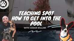 Cesar Millan Youtube