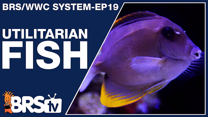 Ep19: Reef tank fish with a purpose! - The BRS/WWC System