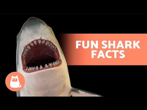 FACTS About SHARKS You Probably DIDN'T KNOW 🦈