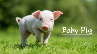 AWESOME MOTHER PIGS \& THEIR PIGLETS - A Must See \/ CUTE BABY PIGS COMPILATION 2022