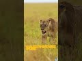 A savana é o lugar mais mortal do planeta #animais #natureza #savana