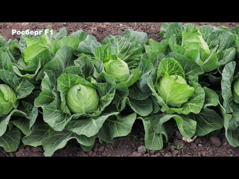 Video: Early cabbage: varieties, cultivation features