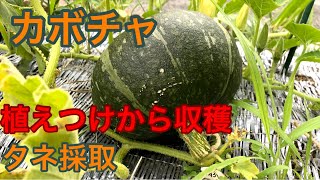 カボチャ　植えつけから収穫　タネ採取　【家庭菜園だより】squash