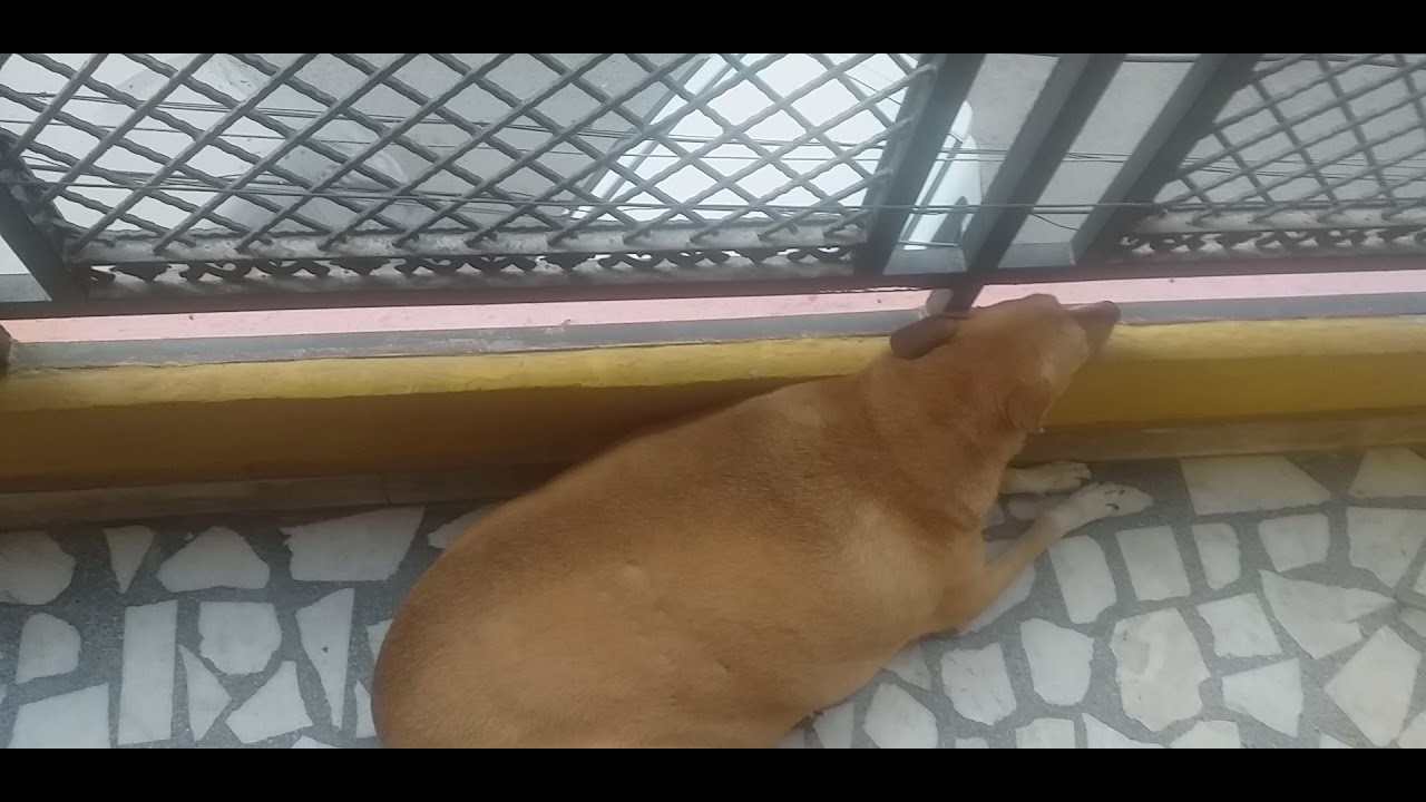 rescued indie desi Indian pariah stray street dogs enjoying life. site