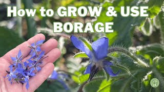 How to GROW & USE BORAGE