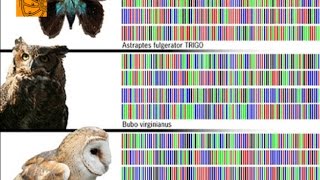 Mutant DNA   || Perpetual Useless
