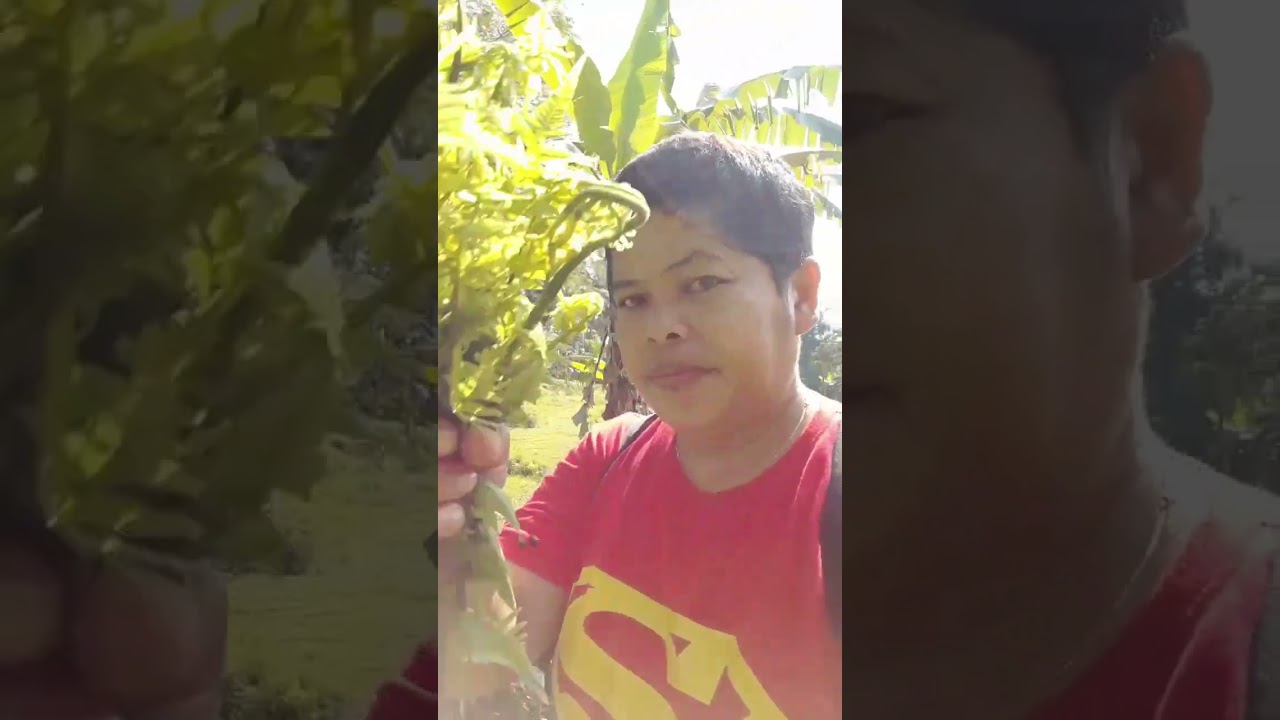 inilah jenis pakis yang bisa dimakan