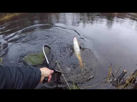 Video: Kohkilooiehin Ja Boyerahmadin Maakunnan Kirjolohen (Oncorhynchus Mykiss) Tiloista Eristetyn Lactococcus Garvieae -bakteerin Patogeenisyyden Ja Vakavuuden Tutkimus