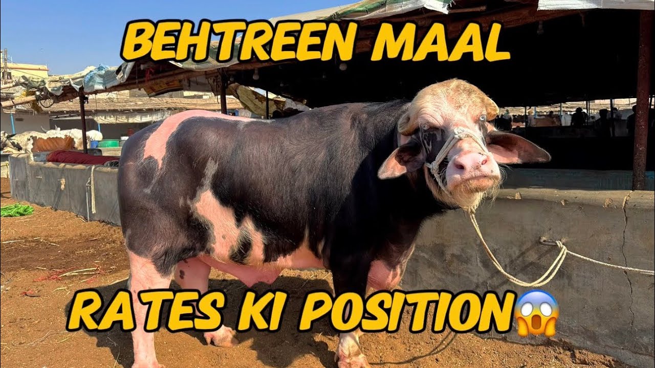 Karachi Cow Mandi Latest Rates Update09 December 2025 || Malir Mandi ||Qurbani Season 26