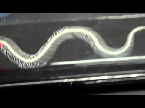 Snake Skeleton