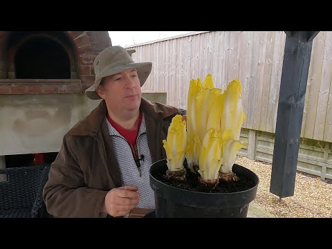 Video: Co je čekanka Witloof: Naučte se pěstovat belgickou endivii