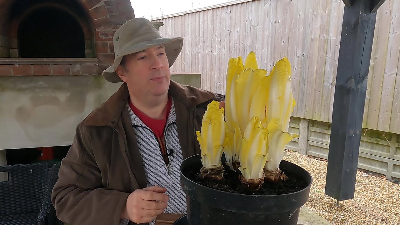 Forcing witloof chicory