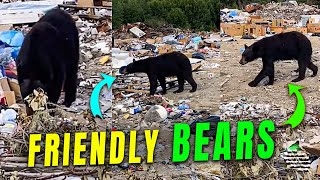 Captivating Encounter with Friendly Bears at a Garbage Dump