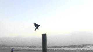 Flying Bird Supper Slow Motion Canon 1D Mark IV YouTube