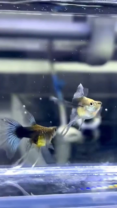 Longfin guppy