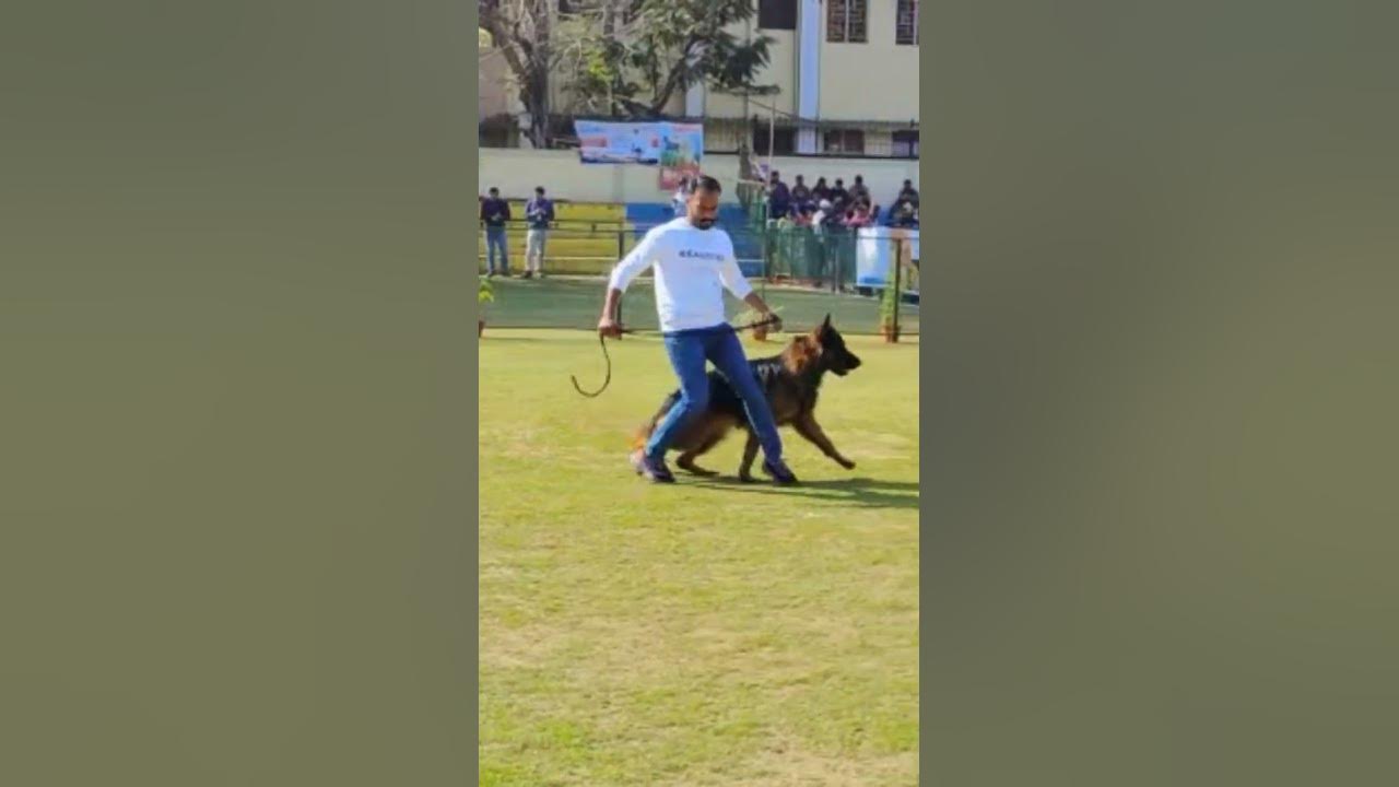 obedient german shepherdDog show jamshedpur 2023 viral entry 