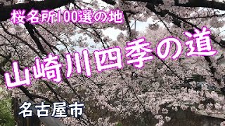 山崎川四季の道　桜名所100選の地