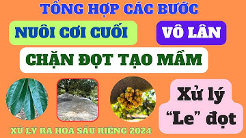 Tổng hợp quy trình từ nuôi cơi cuối - vô lân - chặn đọt tạo mầm - hóa chất - xiết nước và xử le đọt