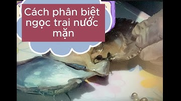 Cách nhận biết ngọc trai nước mặn - Legend Pearl Ha Long bay#travel #dulich