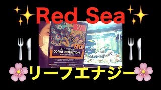 RedSeaリーフエナジー❗️サンゴフードあげてみた✨my marin aquarium MOAMOAちゃんねる