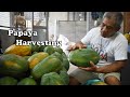 Harvesting of Ripe Papaya || By: Tata Johnny's TV || Vlog #15