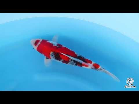 Showa - SK-ISA24