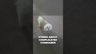 Bichon Frise  Hypoallergenic and Smart #trending #youtubeshorts #viral