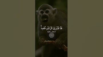 القرآن الكريم إسلام صبحي سورة لقمان #سورة_لقمان #اسلام_صبحي #المصحف #راحة_نفسية #السعودية #الايمارت