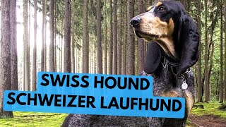 Swiss Hound  TOP 10 Interesting Facts  Schweizer Laufhund