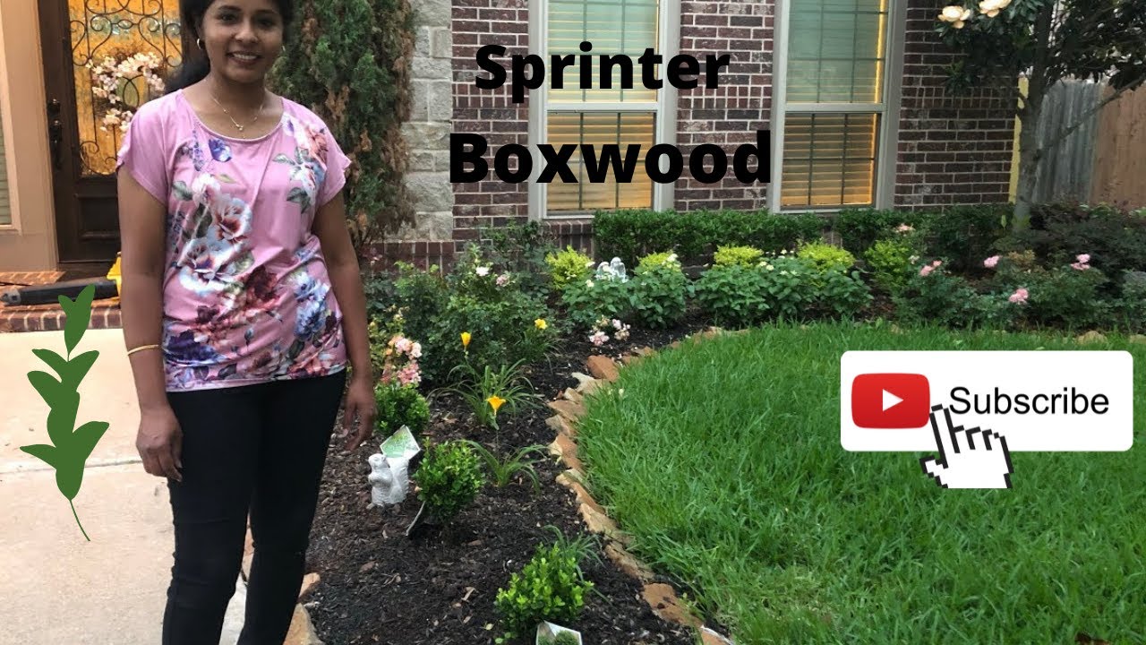 Planting Sprinter Boxwood (Proven Winners) in our Front Garden/ Winter