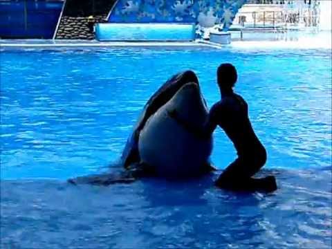 Amazing Killer Whale at Sea World, Orlando, Florida
