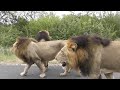 Best Male Lion sighting ever. Lions cause big traffic jam. Watch this amazing video.