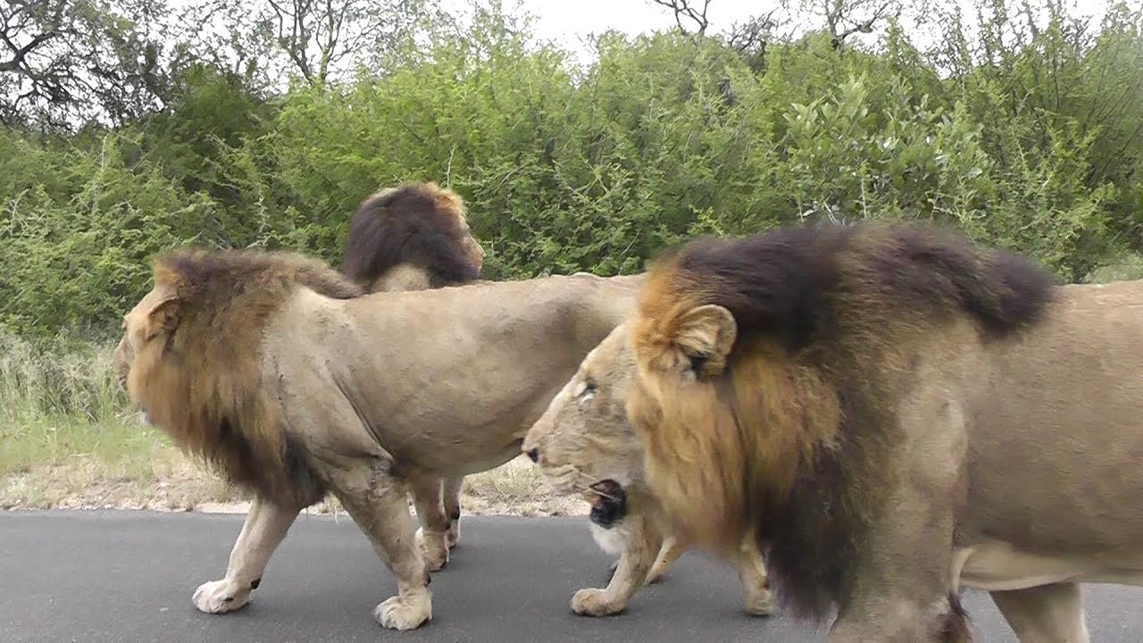 Best Male Lion sighting ever. Lions cause big traffic jam. Watch this amazing video.