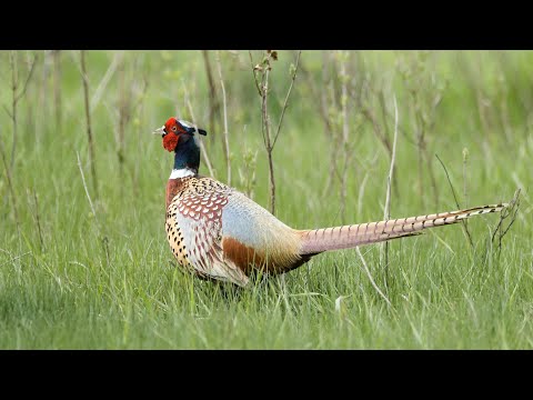 Pheasant Crowing Counts