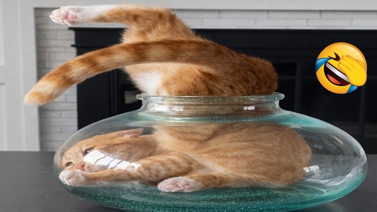 Try Not To Laugh 😂 Funniest Cats & Dogs | Funny Animals #1