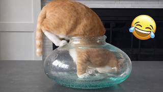 Try Not To Laugh 😂 Funniest Cats & Dogs | Funny Animals #1