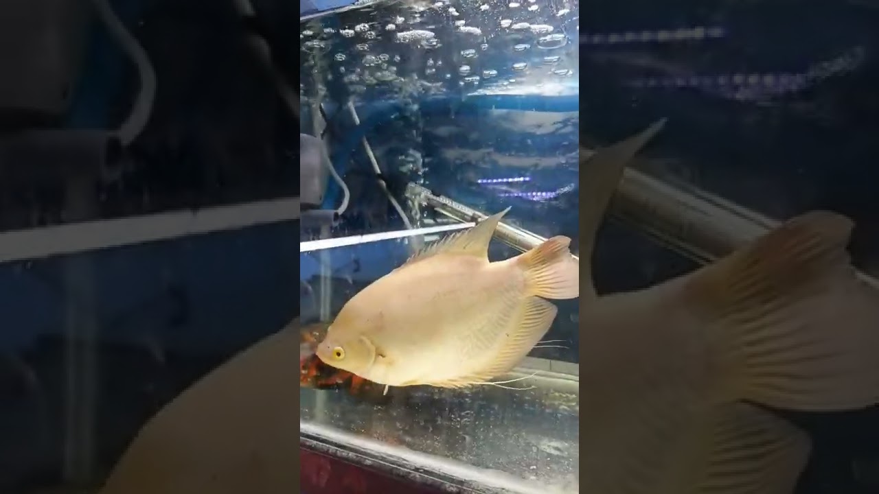 Giant Gourami Fish | Aggressive Fish | White Colour | 