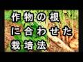 作物の根に合わせた栽培方法　土を育てながら対策