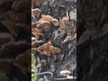 Mushroom Infestation #gamer #xcom #mushroom