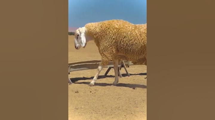 # اكبر كبش في العالم # ما شاء الله #