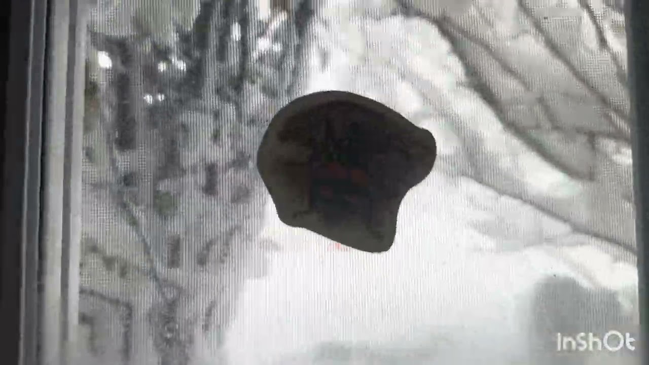 Blizzard in N.J. States 2:00 AM and 6:00 AM next morning ! Shoveling time ! 