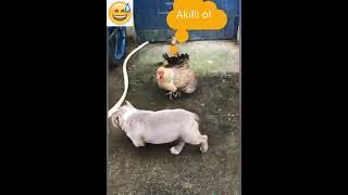 Chicken Vs Dog Fight - Funny Dog Fight S) Birazda Gülelim Tatlı Bir Tebessüm Ile :)