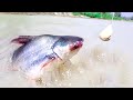 Fishing Video || The fishing experience of the village fishermen surprised everyone || Fish hunting