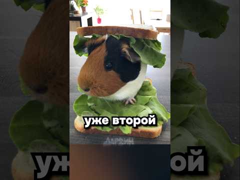 Друг или обед? Как англичане спасли морских свинок