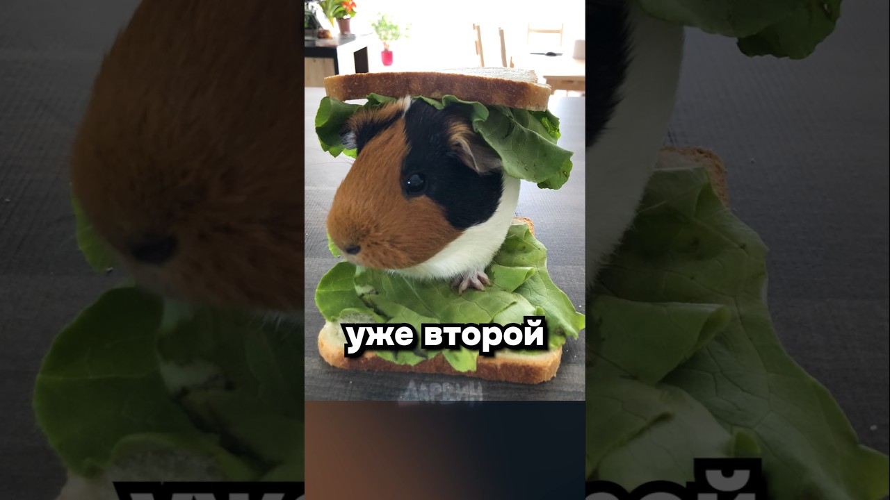 Друг или обед? Как англичане спасли морских свинок