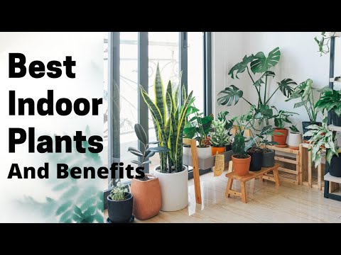 Reduce Stress and Feel Happier with these Indoor Plants | Top 10 Best Indoor Plants and Its Benefits