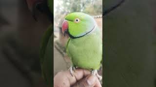 Parrot Talking #parrot #talkingparot