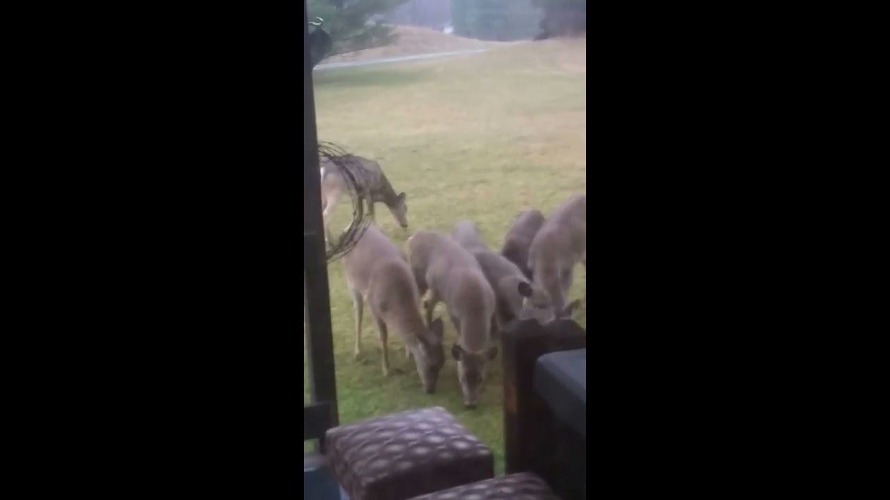 does amazon pay taxes Deer friends