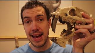 Hoplophoneus Vs Oreodont