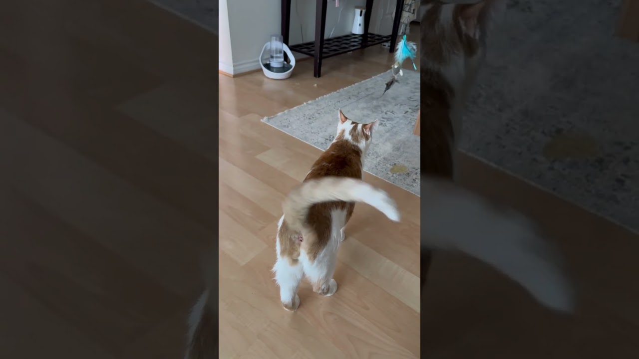 Classic Talking Cat Manipulation 🙄 | CatManJohn